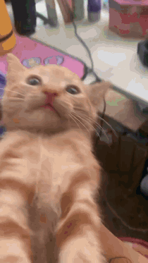 A Close Up Of A Cat Taking A Selfie With Its Mouth Open GIF