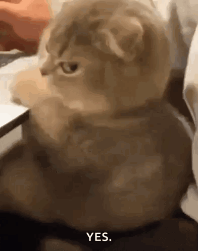 A Close Up Of A Cat That Says Yes On It GIF