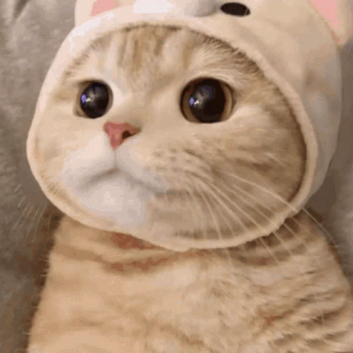 A Close Up Of A Cat Wearing A Hat And Looking At The Camera . GIF