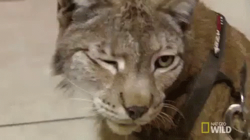 A Close Up Of A Cat Wearing A Leash And Collar . GIF