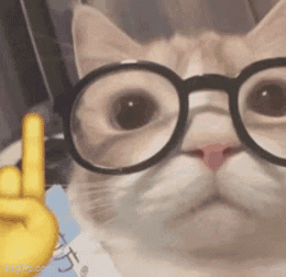 A Close Up Of A Cat Wearing Glasses And Giving The Middle Finger GIF