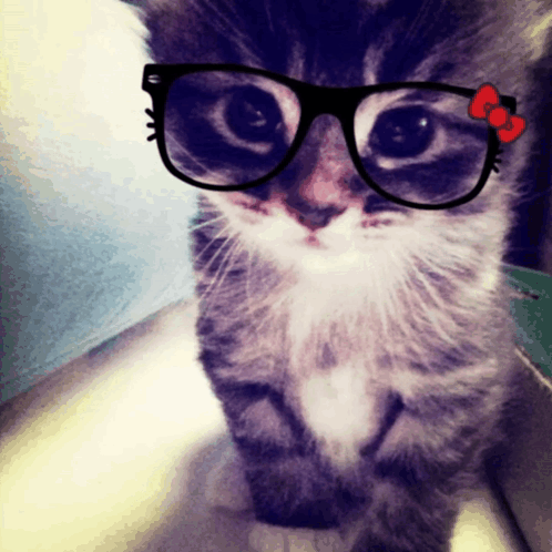 A Close Up Of A Cat Wearing Glasses With A Hello Kitty Bow GIF