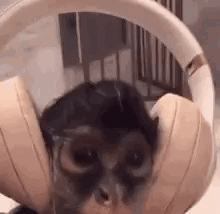 A Close Up Of A Cat Wearing Headphones And Glasses . GIF
