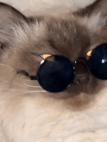 A Close Up Of A Cat Wearing Sunglasses Laying Down GIF