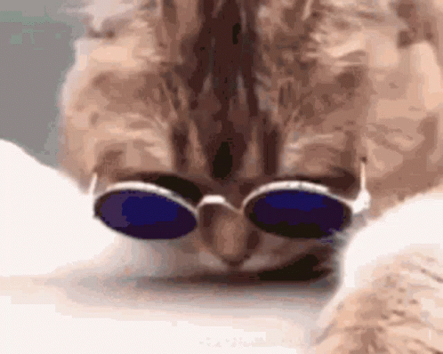 A Close Up Of A Cat Wearing Sunglasses On A White Surface GIF