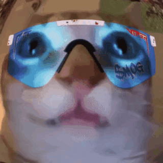 A Close Up Of A Cat Wearing Sunglasses With The Word Smog On Them GIF