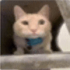 A Close Up Of A Cat With A Blue Collar Looking Out A Window . GIF