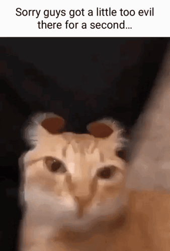 A Close Up Of A Cat With A Caption That Says `` Sorry Guys Got A Little Too Evil There For A Second '' GIF