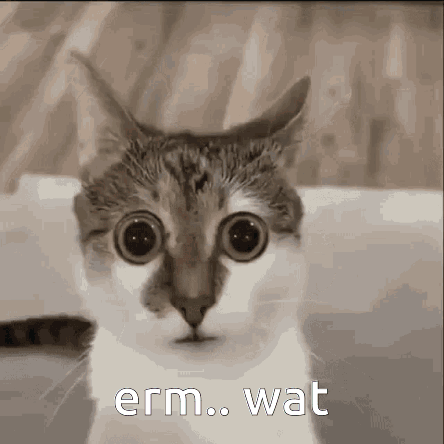 A Close Up Of A Cat With Big Eyes And The Words Erm Wat Written On It . GIF