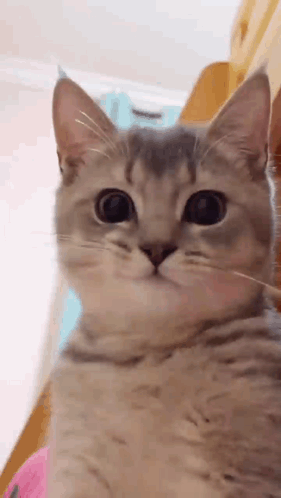 A Close Up Of A Cat With Big Eyes Looking At The Camera . GIF