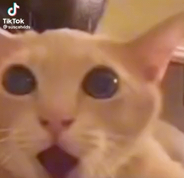 A Close Up Of A Cat With Blue Eyes Looking At The Camera . GIF