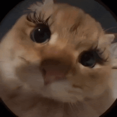 A Close Up Of A Cat With False Eyelashes GIF