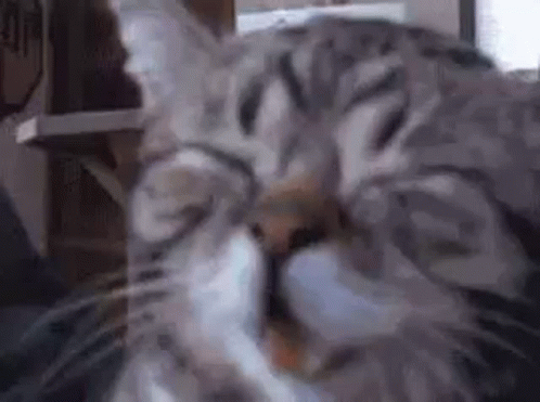 A Close Up Of A Cat With Its Eyes Closed And Its Mouth Open . GIF