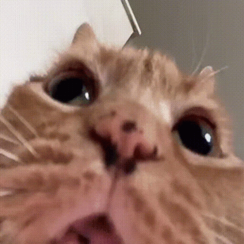 A Close Up Of A Cat With Its Mouth Open GIF