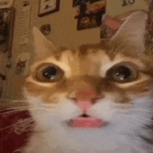 A Close Up Of A Cat With Its Mouth Open . GIF