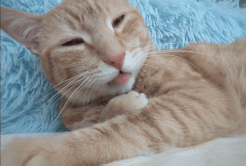 A Close Up Of A Cat With Its Mouth Open GIF