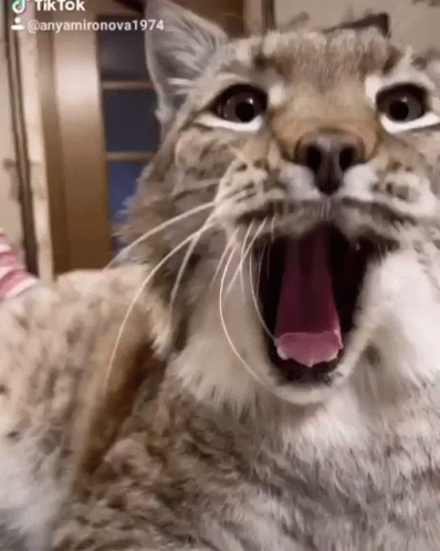 A Close Up Of A Cat With Its Mouth Open And Its Tongue Out GIF