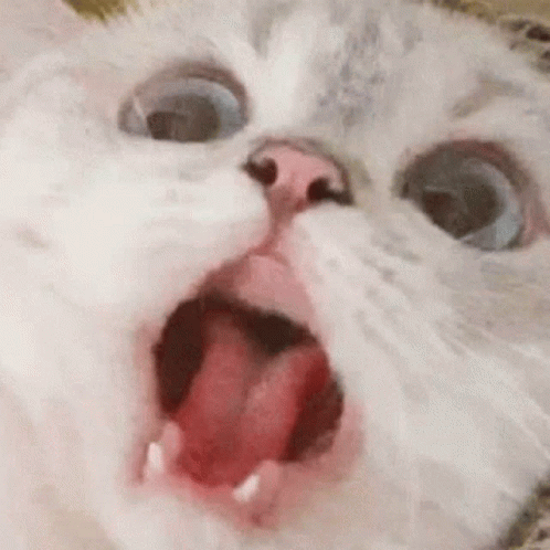 A Close Up Of A Cat With Its Mouth Open And Its Tongue Sticking Out . GIF