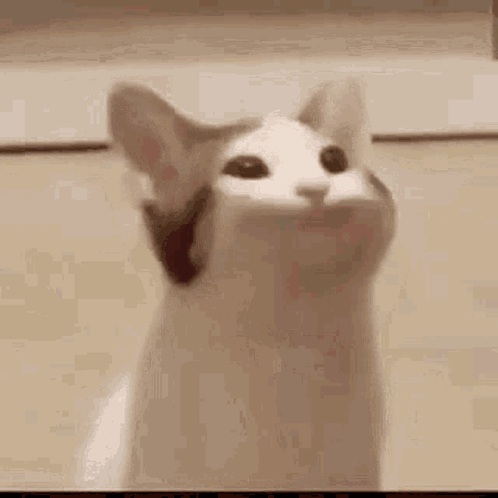 A Close Up Of A Cat With Its Mouth Open And Looking Up . GIF