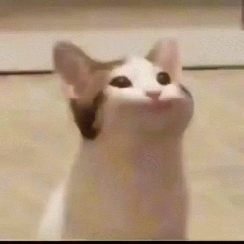 A Close Up Of A Cat With Its Mouth Open And Looking Up . GIF