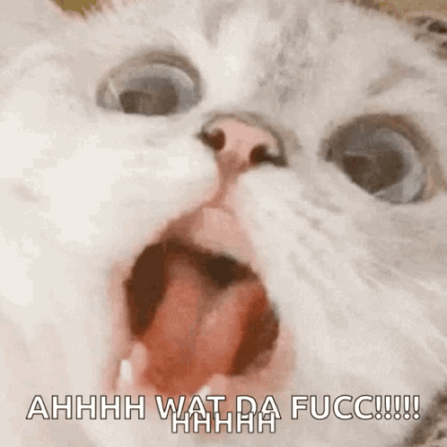 A Close Up Of A Cat With Its Mouth Open And The Words Ahhhh Wat Da Fucc GIF