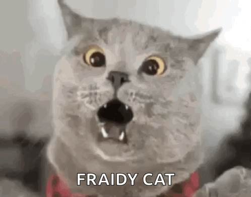 A Close Up Of A Cat With Its Mouth Open And The Words `` Fraidy Cat '' Written On It . GIF
