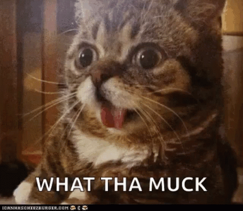 A Close Up Of A Cat With Its Mouth Open And The Words What Tha Muck Below It GIF