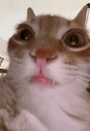 A Close Up Of A Cat With Its Mouth Open GIF