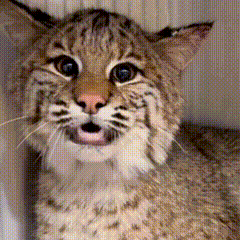 A Close Up Of A Cat With Its Mouth Open Looking At The Camera GIF