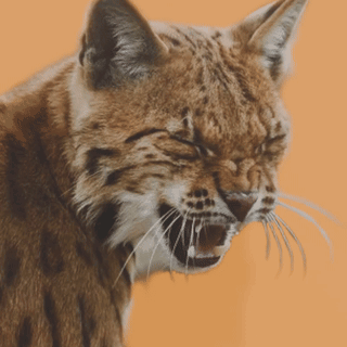 A Close Up Of A Cat With Its Mouth Open On An Orange Background GIF