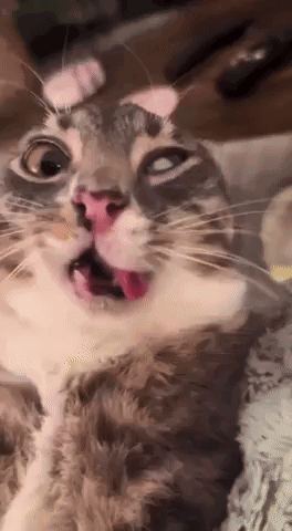 A Close Up Of A Cat With Its Mouth Open GIF