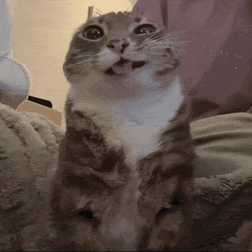 A Close Up Of A Cat With Its Tongue Hanging Out GIF