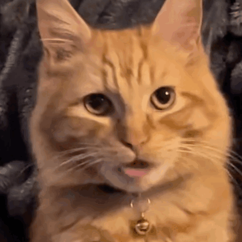 A Close Up Of A Cat With Its Tongue Hanging Out . GIF