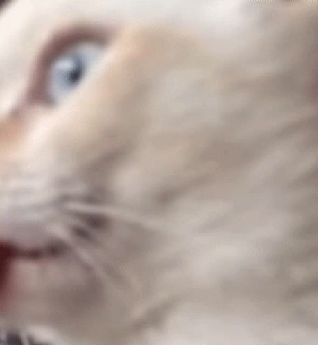 A Close Up Of A Cat With Its Tongue Hanging Out . GIF