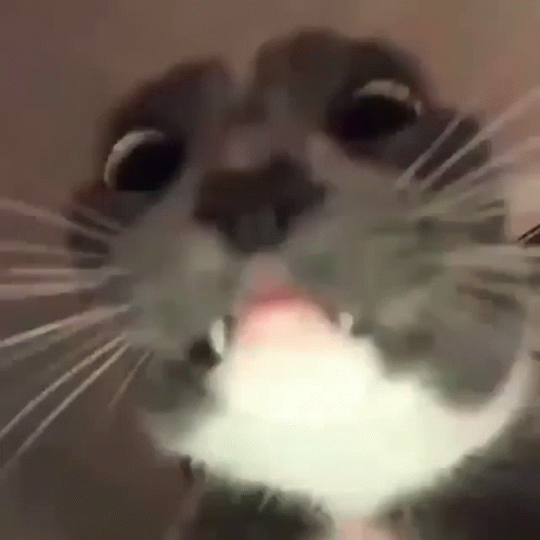 A Close Up Of A Cat With Its Tongue Out . GIF