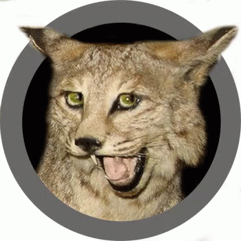 A Close Up Of A Cat With Its Tongue Out In A Circle GIF
