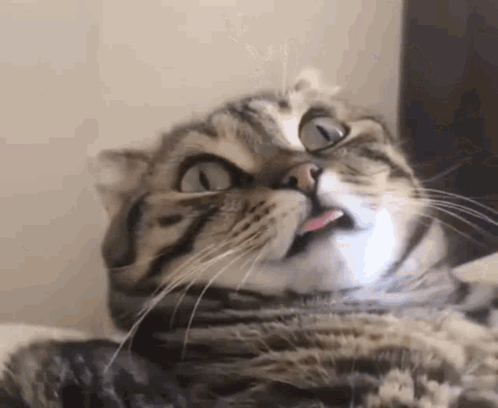 A Close Up Of A Cat With Its Tongue Out . GIF