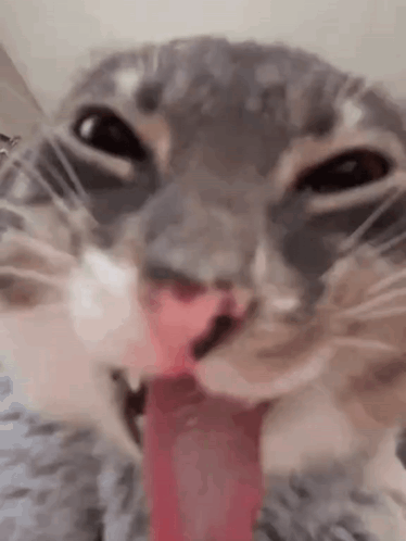 A Close Up Of A Cat With Its Tongue Out . GIF