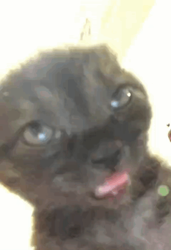 A Close Up Of A Cat With Its Tongue Out . GIF