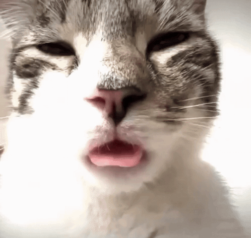 A Close Up Of A Cat With Its Tongue Sticking Out GIF