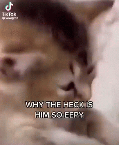 A Close Up Of A Cat With The Caption Why The Heck Is Him So Eepy . GIF