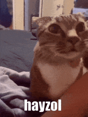 A Close Up Of A Cat With The Word Hayzol Written On The Bottom Right GIF