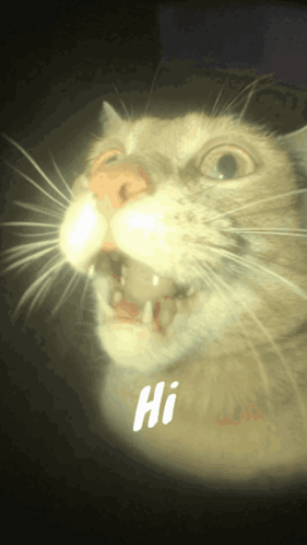 A Close Up Of A Cat With The Word Hi Written On It GIF