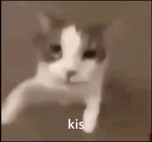 A Close Up Of A Cat With The Word Kis Written On The Bottom GIF