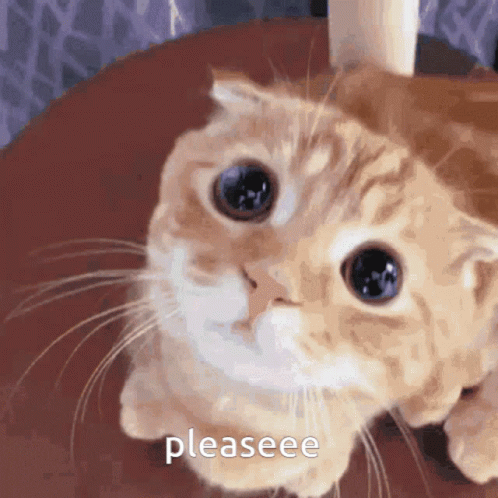 A Close Up Of A Cat With The Word Pleaseee Written On The Bottom GIF