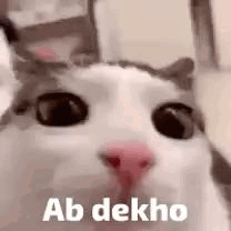 A Close Up Of A Cat With The Words Ab Dekho Written On Its Face . GIF