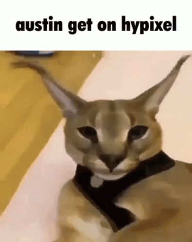 a close up of a cat with the words austin get on hypixel below it