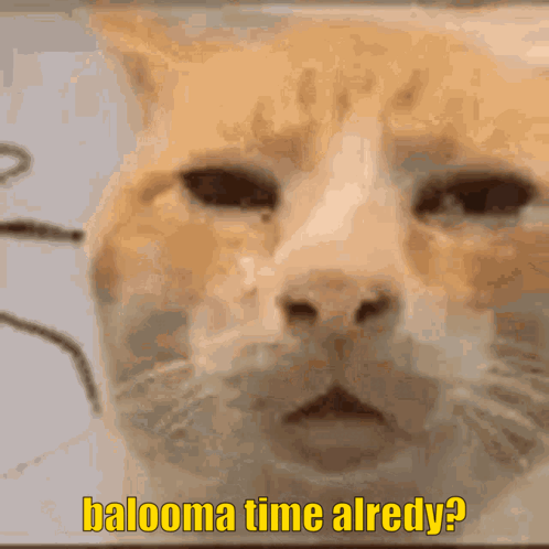 A Close Up Of A Cat With The Words Balooma Time Already GIF