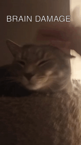 A Close Up Of A Cat With The Words Brain Damage Written Above It GIF