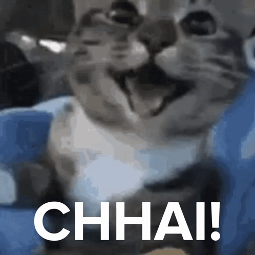 A Close Up Of A Cat With The Words Chhai In White Letters GIF